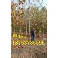 5公分速生白蠟