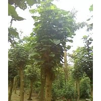 黃槿