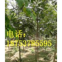 2公分北欒小苗