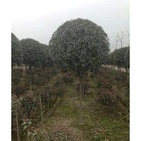 四川桂花，四川桂花價(jià)格