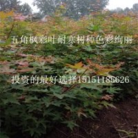 五角楓的種植前景 風(fēng)景觀葉林木小苗2年生五角楓苗批發(fā)價供應(yīng)