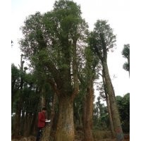 供應(yīng)移植3年以上香樟，規(guī)格種類繁多。