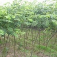 合歡樹15公分合歡18公分合歡20公分合歡樹價格