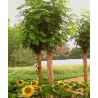 北京香花槐價格@@保定香花槐基地批發(fā)香花槐