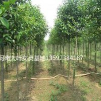 河南大葉女貞基地，三年生大葉女貞，四年生大葉女貞，各種規(guī)格