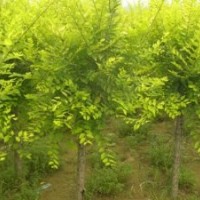供應(yīng)20萬棵紅葉桃金葉榆，碧桃，榆葉梅，紅梅,綠梅，美人梅