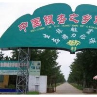臨沂騰達銀杏園林，現(xiàn)大量供應1-80公分銀杏樹