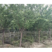 四川櫻花、高桿櫻花、櫻花基地-苗幫手