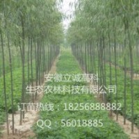 竹柳扦插苗，竹柳工程苗，竹柳快繁苗