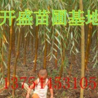 金絲垂柳