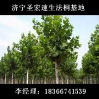 河北廊坊10公分2年冠|11公分2年帽速生法桐報價表