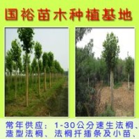 出售一批法桐小苗1公分|3公分速生法桐山東棗莊價(jià)格