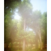 移栽香樟基地，湖南移栽45公分香樟