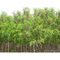 香花槐，紫穗槐