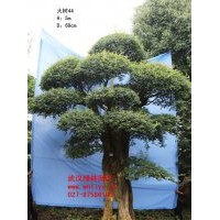 出售對節(jié)白蠟大樹 全球瀕危樹種“活化石”