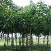 5-8公分欒樹開始預(yù)訂