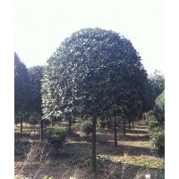 批發(fā)成都高桿桂花價格