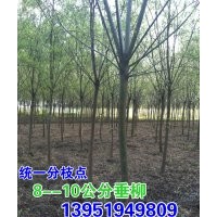 青皮垂柳批發(fā)，8--10公分青皮垂柳量很大，價(jià)很大