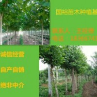 常年供應(yīng)6公分速生法桐法桐小苗山東東營(yíng)價(jià)格