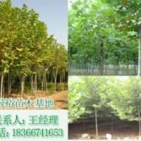 低價(jià)出售1米|2米法桐小苗法桐扦插條培育技術(shù)