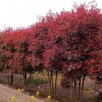紅葉石楠