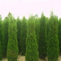 供應(yīng)大量蜀檜2~3米，，包裝車，苗圃地直銷！