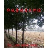 山東10公分國槐兩年帽多少錢