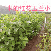 供應(yīng)高80紅花玉蘭