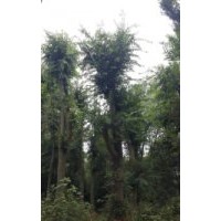 10公分櫸樹 12公分櫸樹 15公分櫸樹價(jià)格