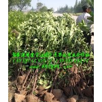 法國冬青價(jià)格報(bào)價(jià)信息哪家便宜,法國冬青哪里便宜