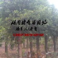 杜英價(jià)格,15-18公分杜英價(jià)格