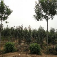 低價(jià)供應(yīng)西府海棠樹苗