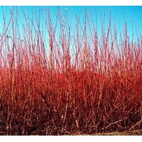 四季玫瑰、連翹、迎春、棣棠、紅瑞木、金鐘花，紫丁香