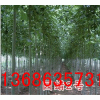 供應(yīng)毛白楊、速生楊、國(guó)槐、法桐、白蠟、速生柳、垂柳等苗木