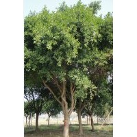 供應(yīng)大規(guī)格紅皮榕 無柄小葉榕