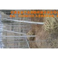 河北楊
