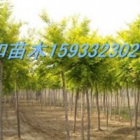 供應(yīng)6--7公分嫁接香花槐