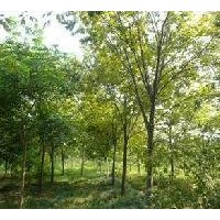 紅櫸產(chǎn)地 精品20公分紅櫸價格 苗圃移植紅櫸報價