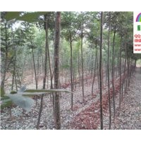 3、4、5公分速生國(guó)槐低價(jià)出售