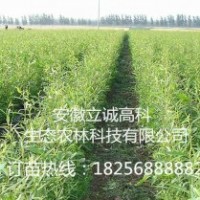 竹柳3號，快繁苗，竹柳工程,竹柳快繁苗