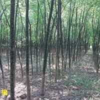 3公分國(guó)槐大量出售、山西國(guó)槐基地大量供應(yīng)3公分國(guó)槐