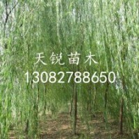 山東垂柳小苗 青皮垂柳小苗價(jià)格 天銳苗木