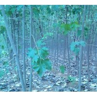 山東毛白楊，山東毛白楊小苗種植基地 山東毛白楊價(jià)格