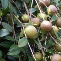 供應廣西柳州一年生速生高產(chǎn)型軟枝油茶嫁接苗