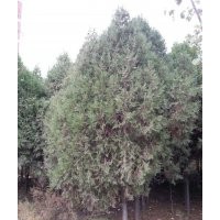 供應4-5米柏樹