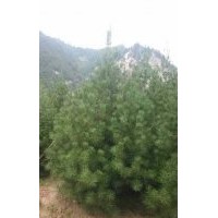 白皮松