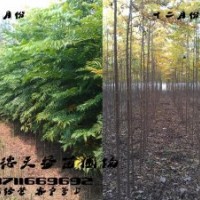 6公分欒樹價(jià)格,供應(yīng)5-6公分欒樹