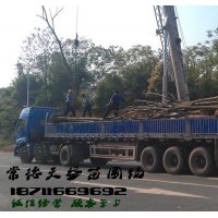 8公分欒樹多少錢,供應(yīng)8-10公分欒樹