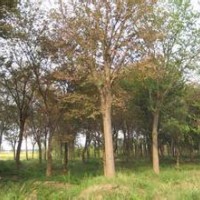 現(xiàn)在10公分櫸樹價格山西櫸樹基地