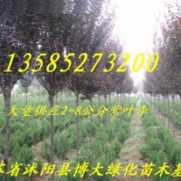 紅葉李、紫葉桃、紅楓、紅瑞木、美人梅、黃金槐、高桿女貞